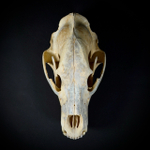 Череп медведя