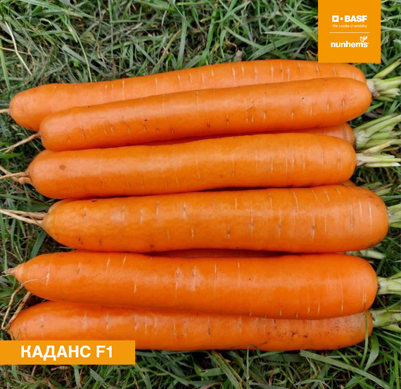 Каданс F1 семена моркови нантской (Nunhems / Нюнемс)