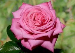 Веддинг Беллс (Wedding Bells)