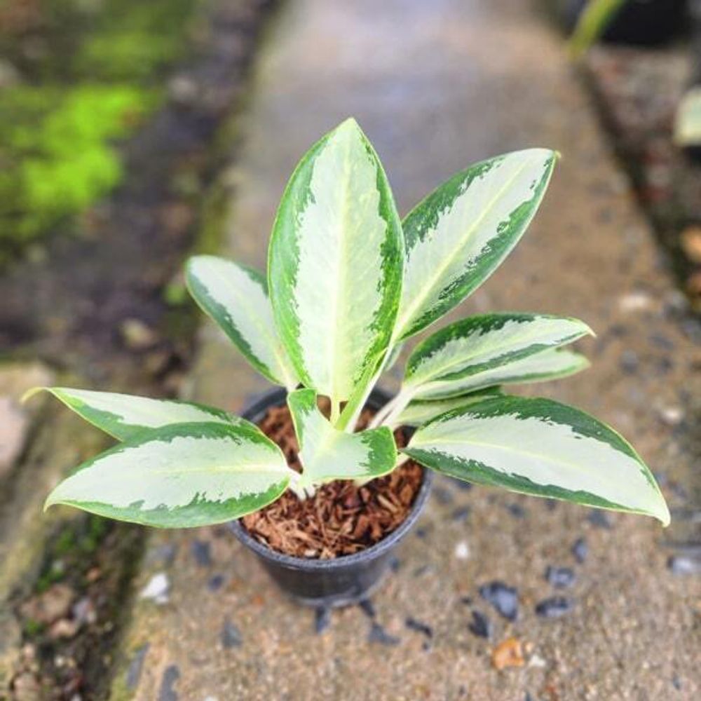 Аглаонема CHANG PUAK NAMCHAI