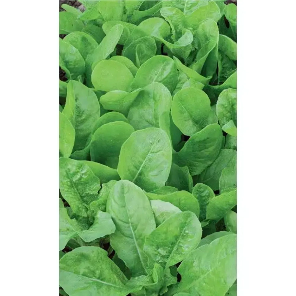 Семена Салат Бутербродный (Марс) Б/П