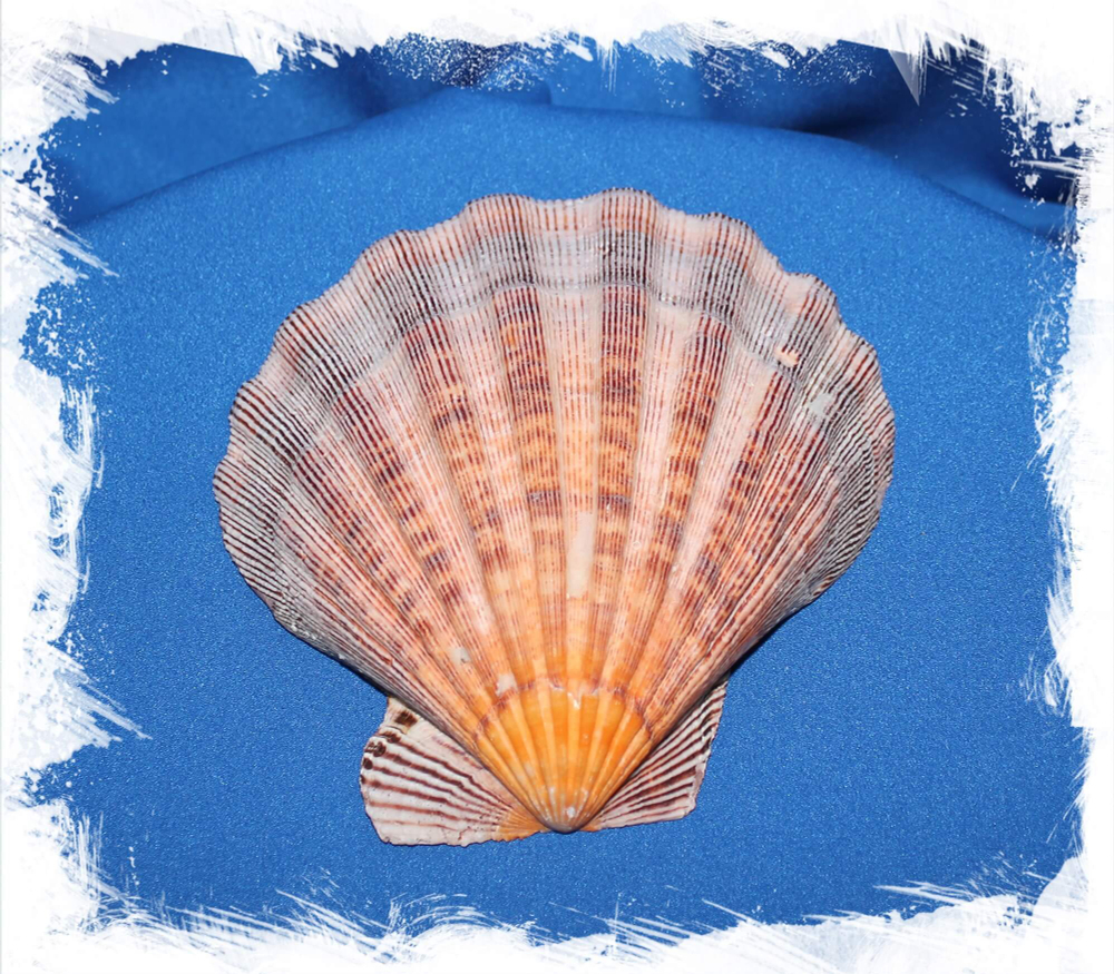 Пектен Львиная Лапа