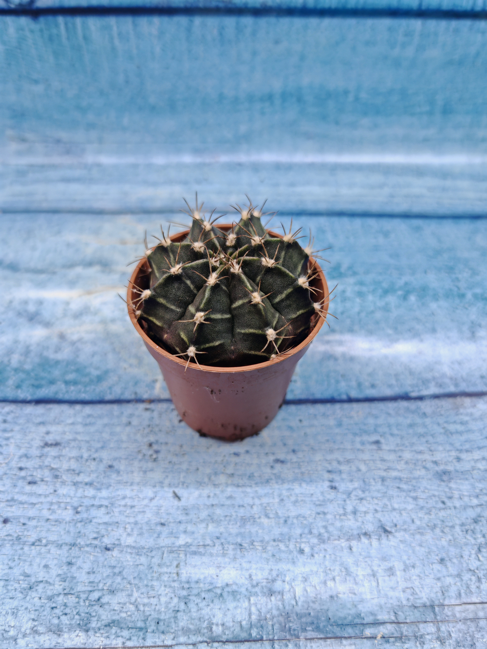 Gymnocalycium Friedrichii (Гимнокалициум)