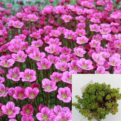 Камнеломка арендса Пикси Роуз