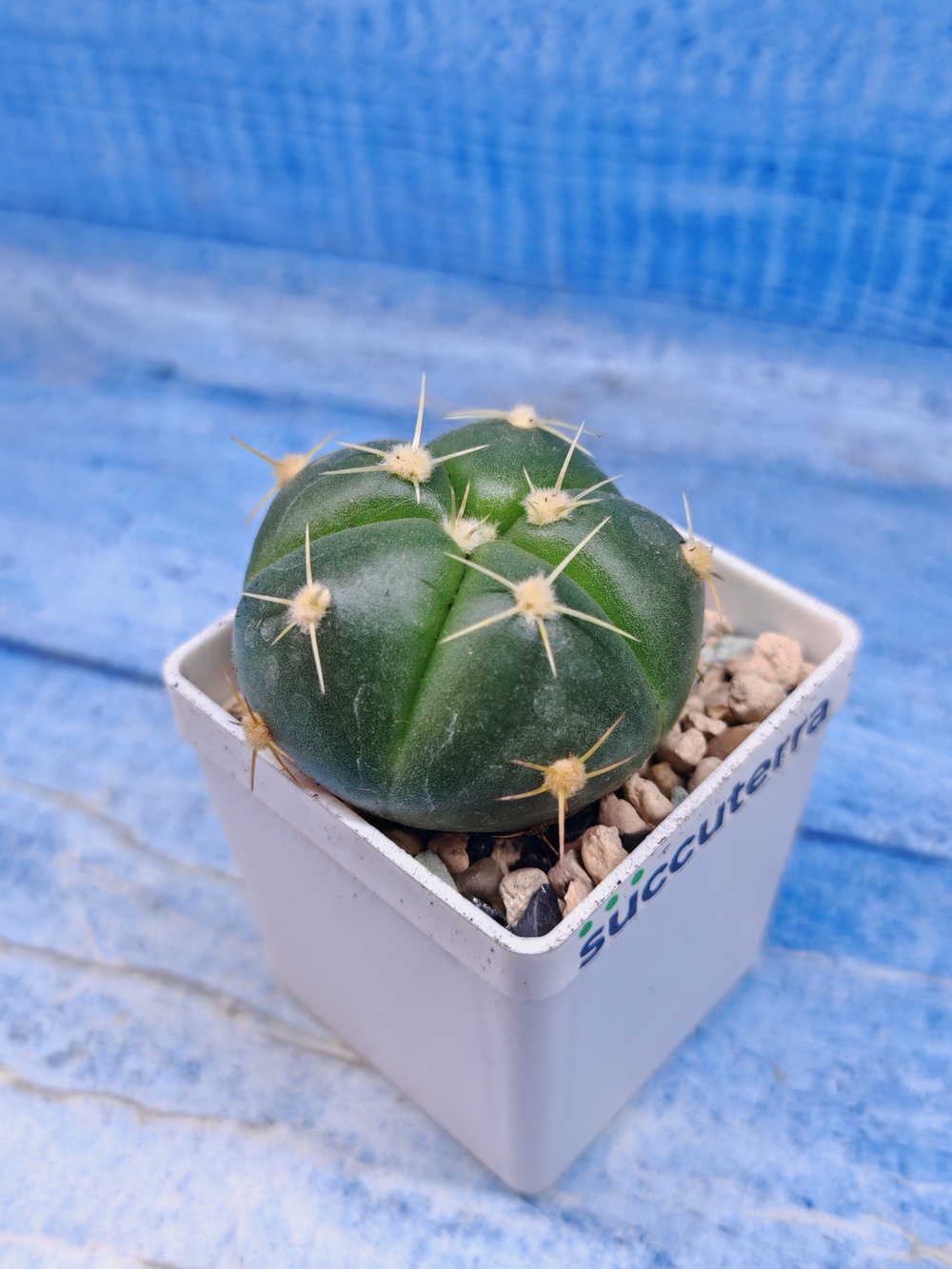 Gymnocalycium Horstii (Гимнокалициум)