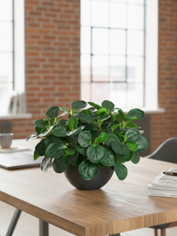 Пеперомия искусственная зеленая 35см в кашпо Лофт