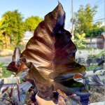 Колоказия POISON CUP