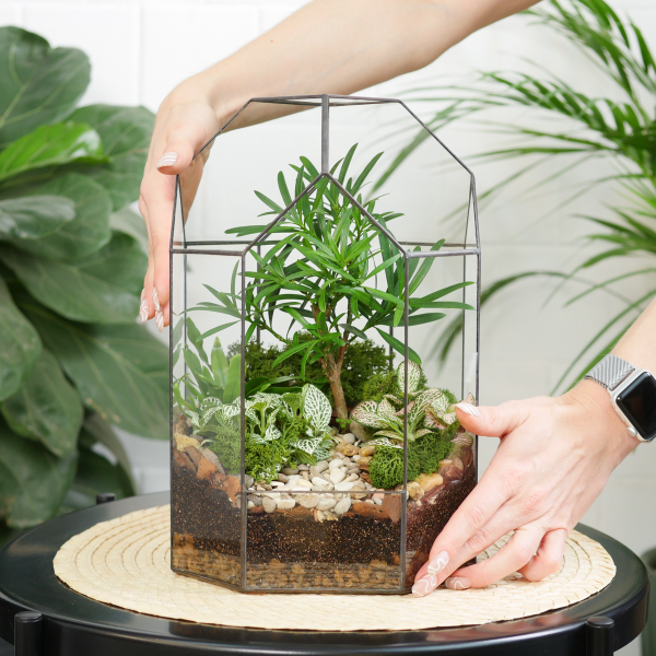 Готовый флорариум бонсай Подокарпус Бонсариум