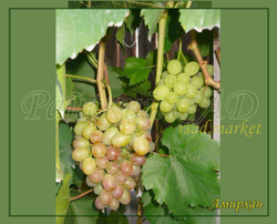 Виноград Амирхан