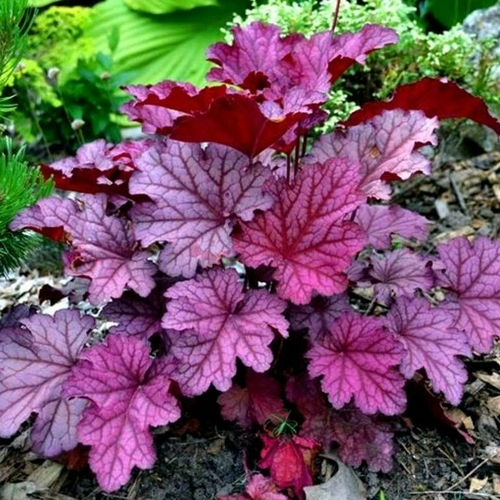 Гейхера Беррри смузи