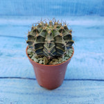 Gymnocalycium Friedrichii (Гимнокалициум)