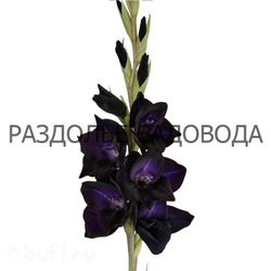 Гладиолус Блэк саббат