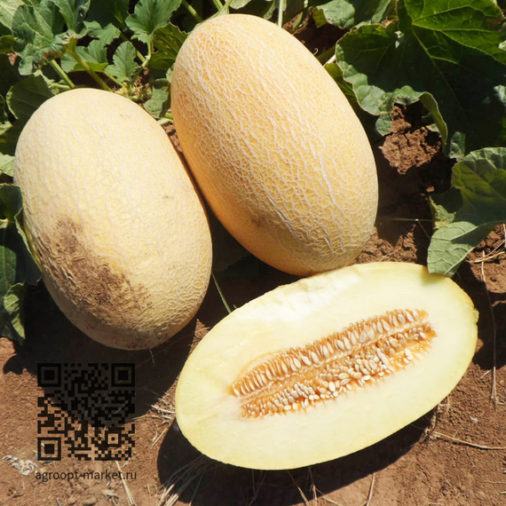 ДАКАРО_F1_семена_дыни_Enza_Zaden_купить_дыню – фото 1