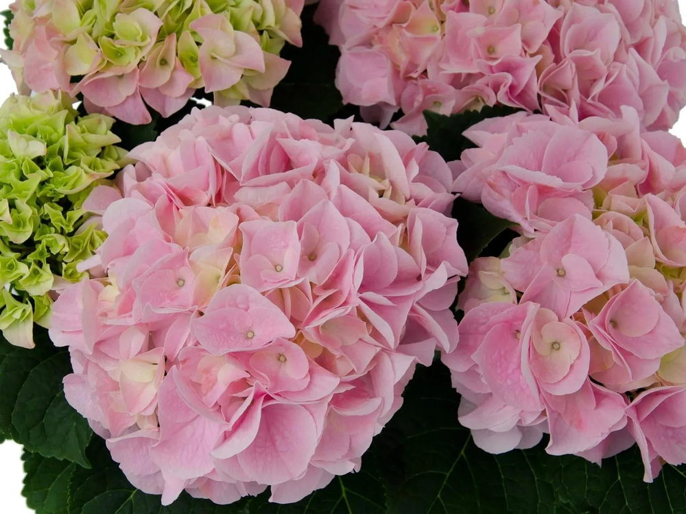 Saxon Sonnenstein/ Саксон Сонненштейн (Стандарт поставки Р9)2025г.