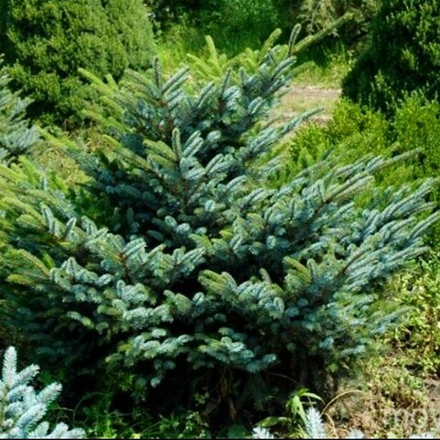 Ель обыкновенная Bicolor (Биколор) 30 см