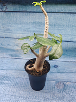 Adenium Baobab (Адениум)