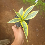 Сансевиерия YELLOW THRIVE