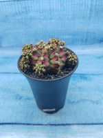 Gymnocalycium T-Rex Pink hybride (Гимнокалициум T-rex)