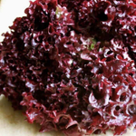 Революция семена салата лолло росса (Nunhems / Нюнемс)