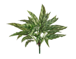 Аглаонема Сильвер Квин куст в-40 см (30 листов) (Sensitive Botanic) 12/96 20.1119N
