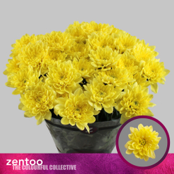 Altaj Yellow (NL)
