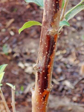 Солнечные ожоги коры: спасаем деревья в период февральских окон