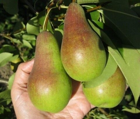 Груша Талгарская Красавица