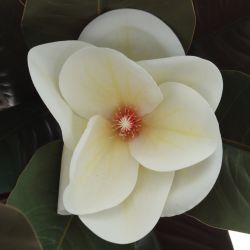 GAEM Цветочная композиция, L35 W12,5 H78 см