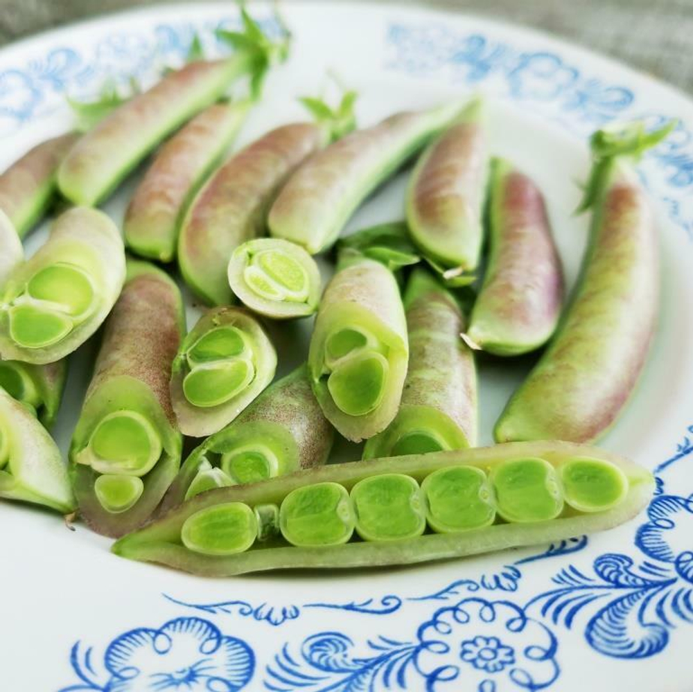 Снеп Горох Усатый Весенний Румянец -  Snap Spring Blush Tendril Pea