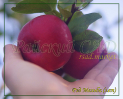 Яблоня Мельба Ред , Мелба Красная,(Melba-red)