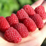 Малина летняя Феномен