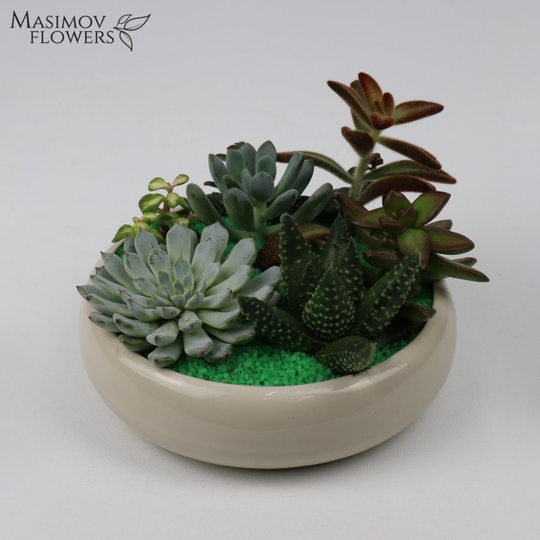 Композиция из суккулентов "Лемьешь"