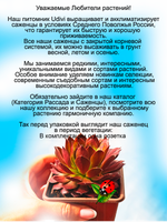 Молодило Кассиопея каменная роза