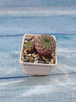Sulcorebutia rauschii (Сулькоребуция)