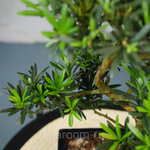 Бонсай Подокарпус 40см