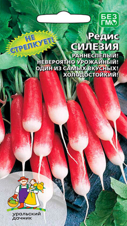 Редис "G. Силезия" 2г., Россия.