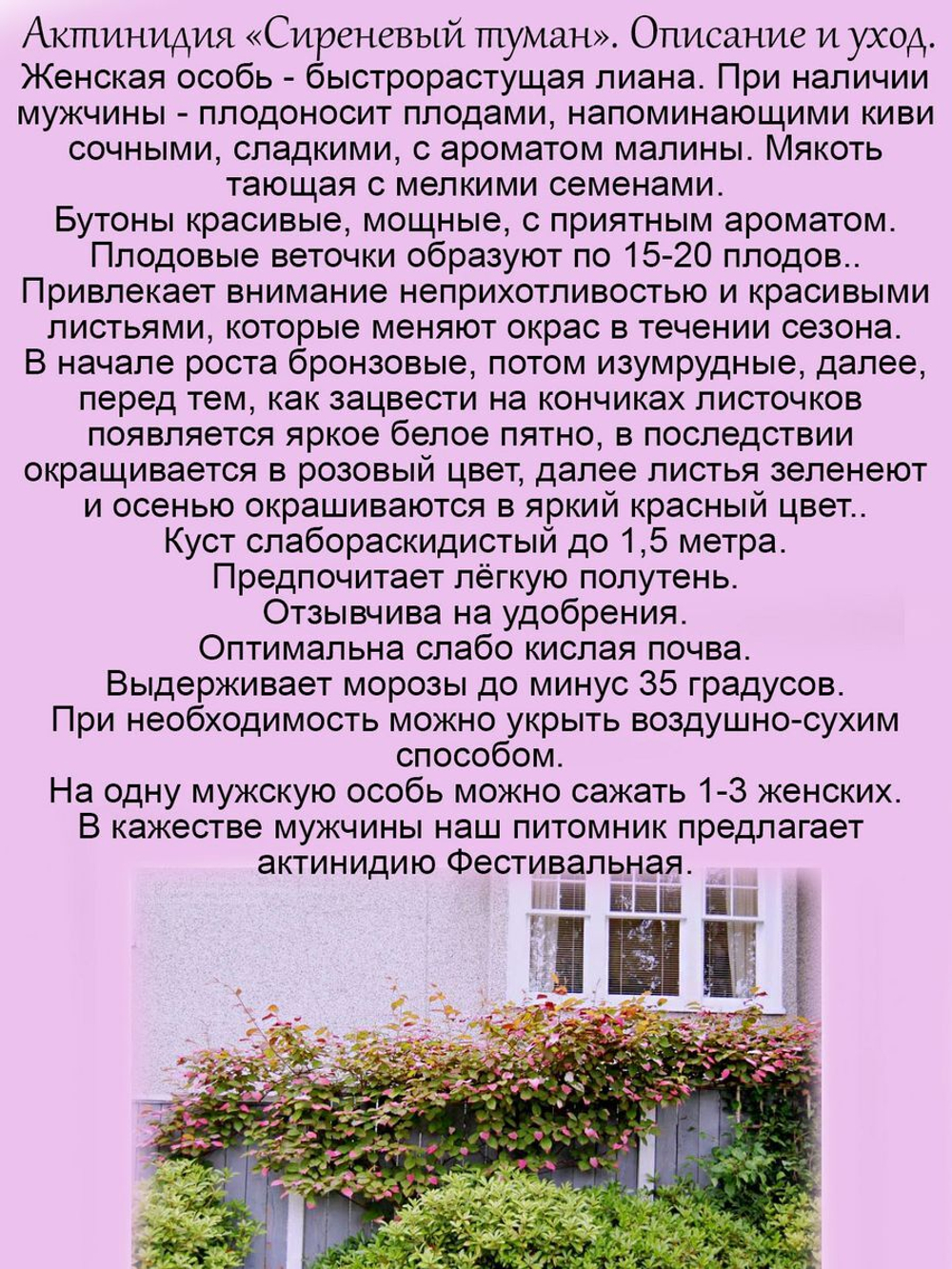 Актинидия коломикта Сиреневый туман женский сорт