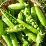 Муцио семена гороха (Syngenta / Сингента)