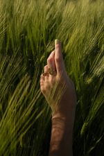 Кольцо Небесный Свет, Солнце