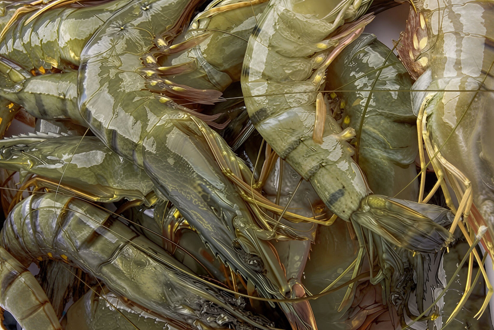 Креветки тигровые с головой, 6-8шт в кг, сыромороженые, Бангладеш, 1кг