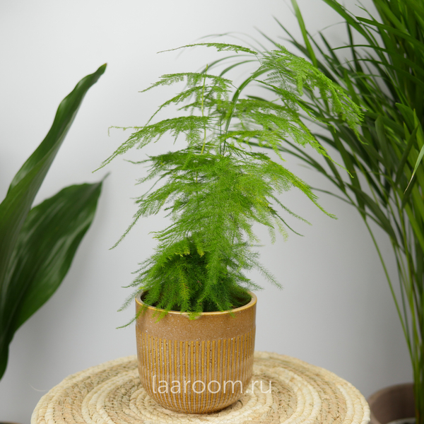 Аспарагус Сетацеус Плюмосус 12/35