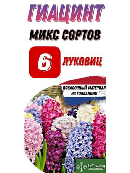 Гиацинт Луковицы, Микс сортов, 6шт