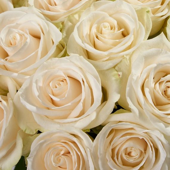 Vendella, плантация Tessa