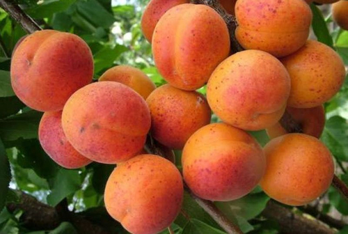 Саженцы Абрикоса Краснощекий Неделина