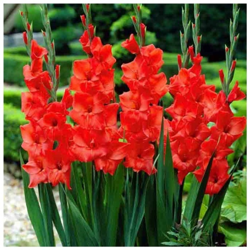 Гладиолус Advance