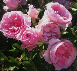 Розрэ дю Шатле (Roseraie Du Chatelet)