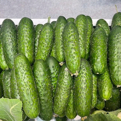 Мадрилене F1 семена огурца (Seminis)