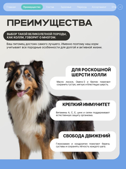 Корм для взрослых собак породы Колли, с кроликом, 3 кг, QUATTRO