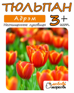 Тюльпан, Луковицы Адрэм 3+ шт