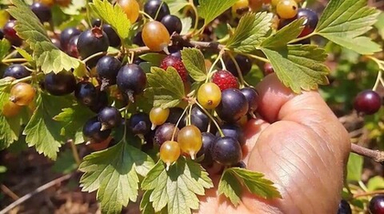 Смородина чёрная Золотистая